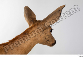 Deer Doe 2 head 0001.jpg